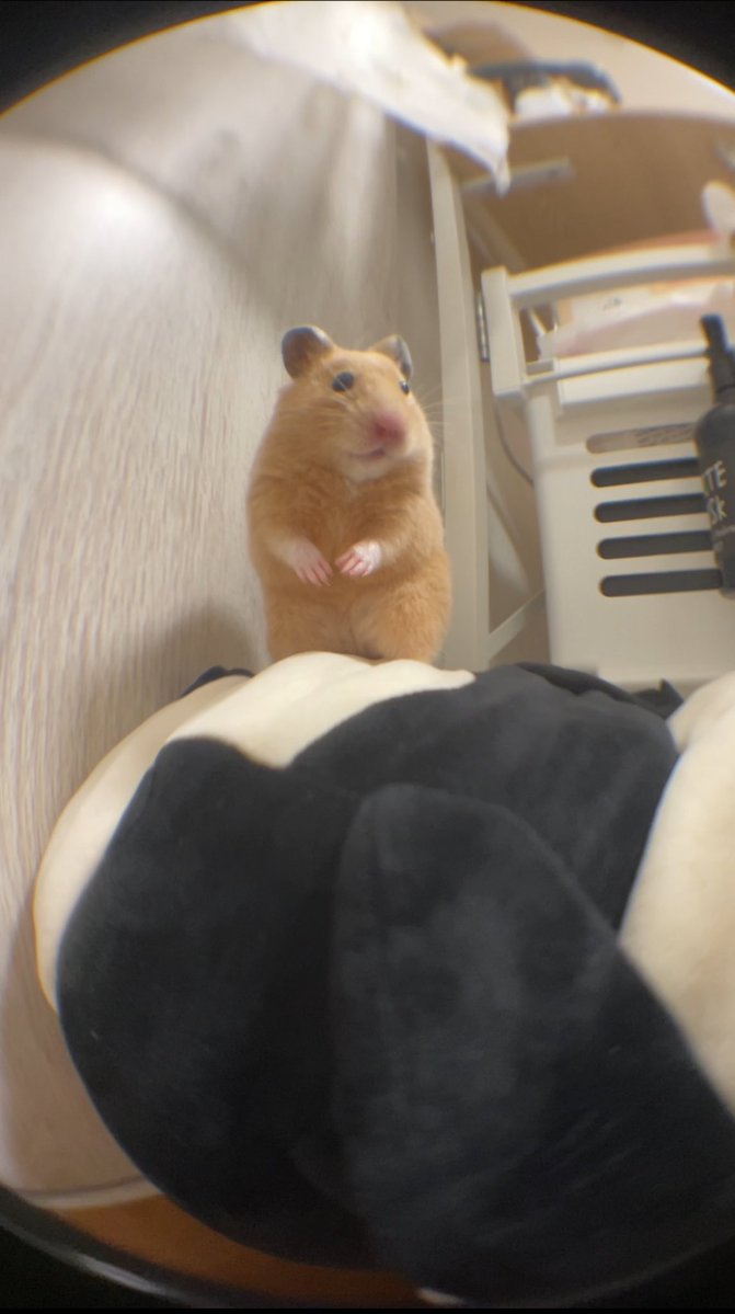 ふちゃま tweet media