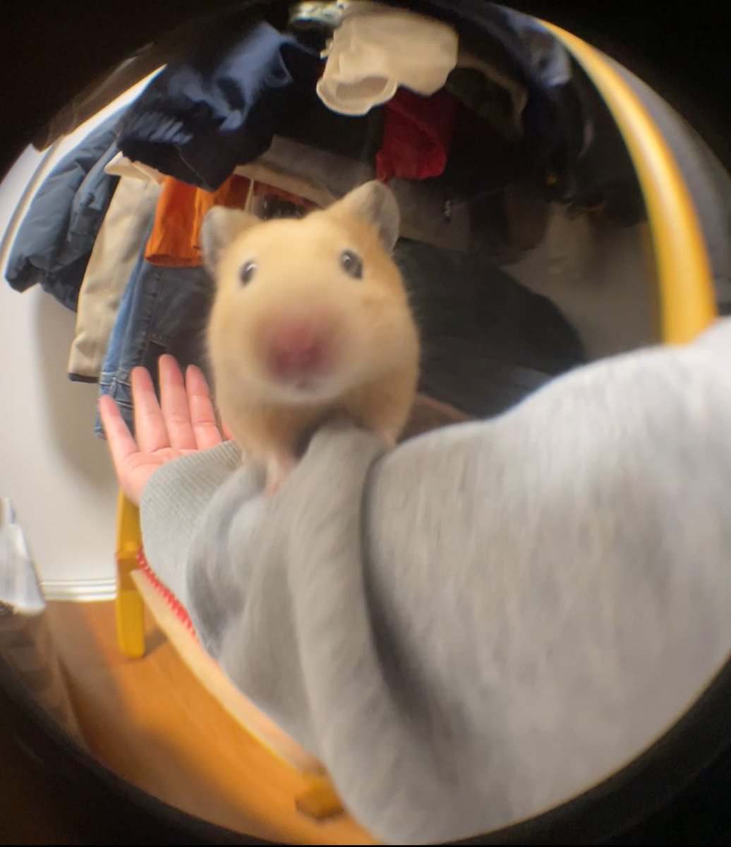 ふちゃま tweet media