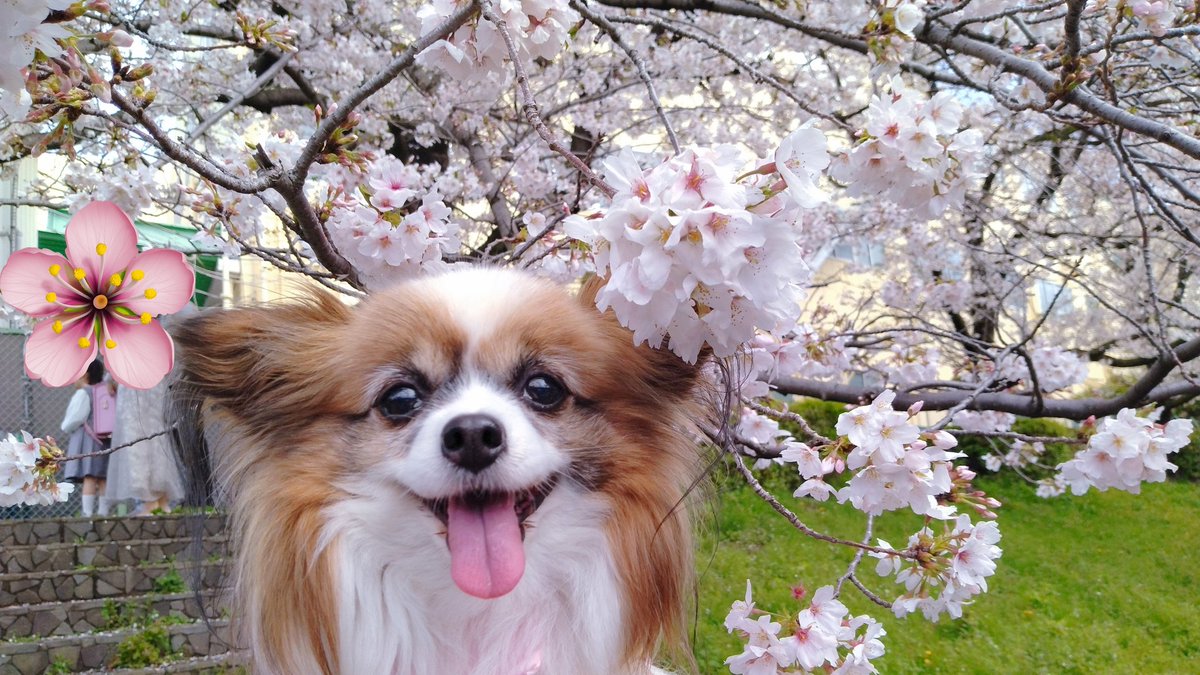 パピヨンの凛(茶白)と蓮(トライ) tweet media