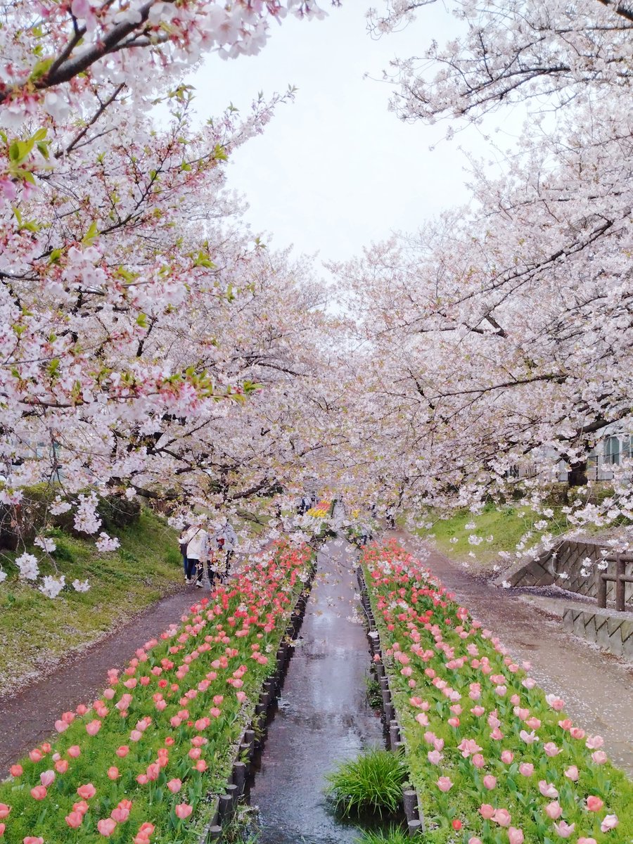 パピヨンの凛(茶白)と蓮(トライ) tweet media