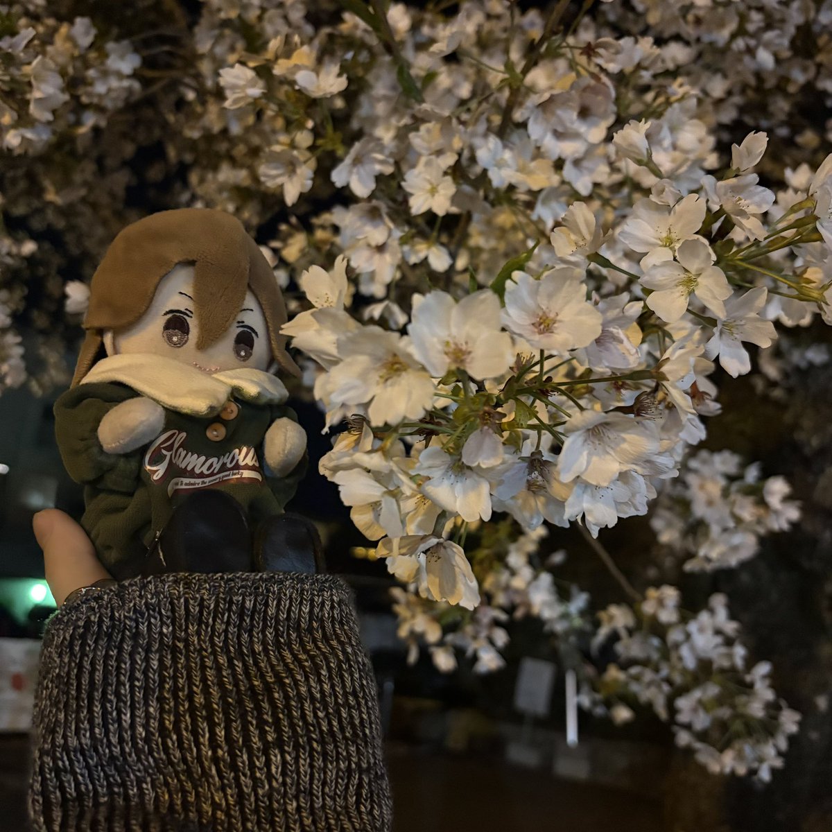 キャベツ🥬 tweet media