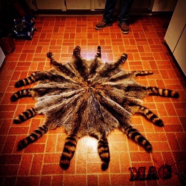 jj.finns tweet media