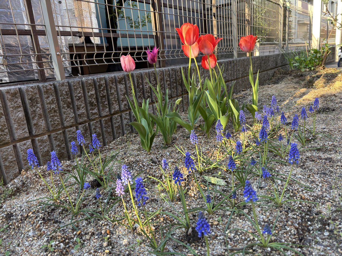 しゃろ tweet media