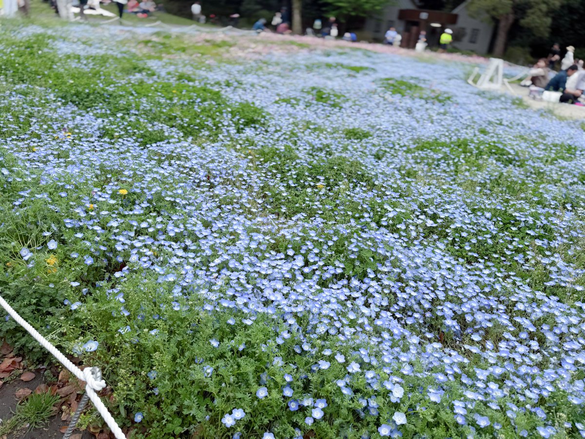 ちょこれいと🍓 tweet media