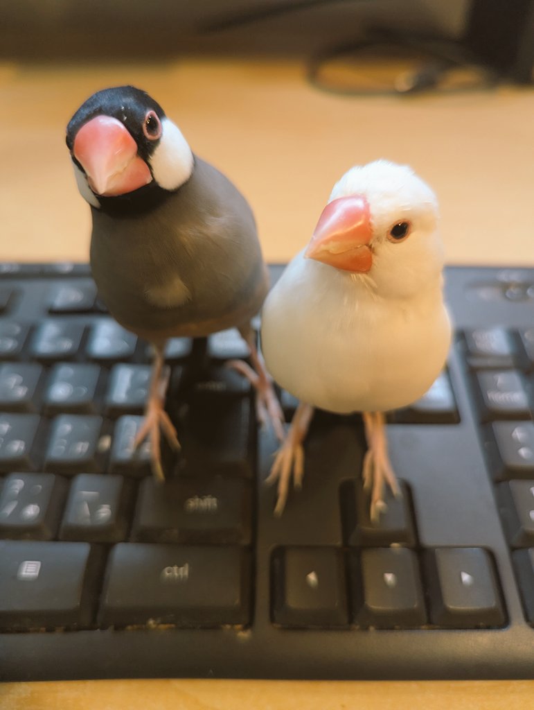 楓鈴(ふうりん) tweet media