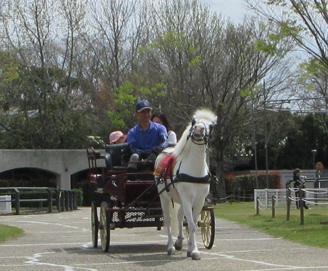 三木ホースランドパーク tweet media