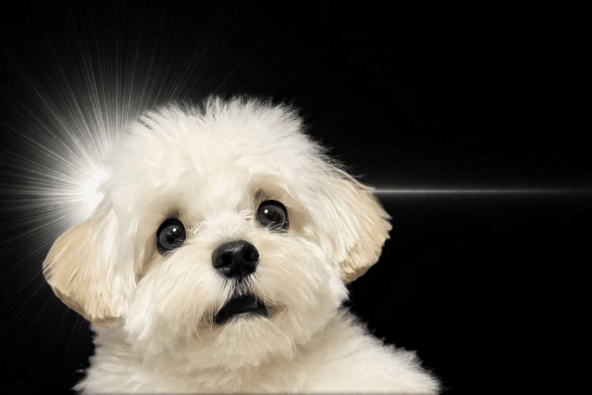 マルプーのぽてと tweet media