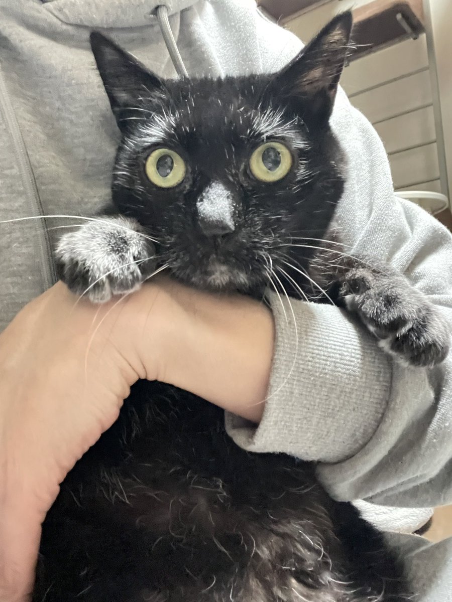 モンビジ・コーイチ tweet media