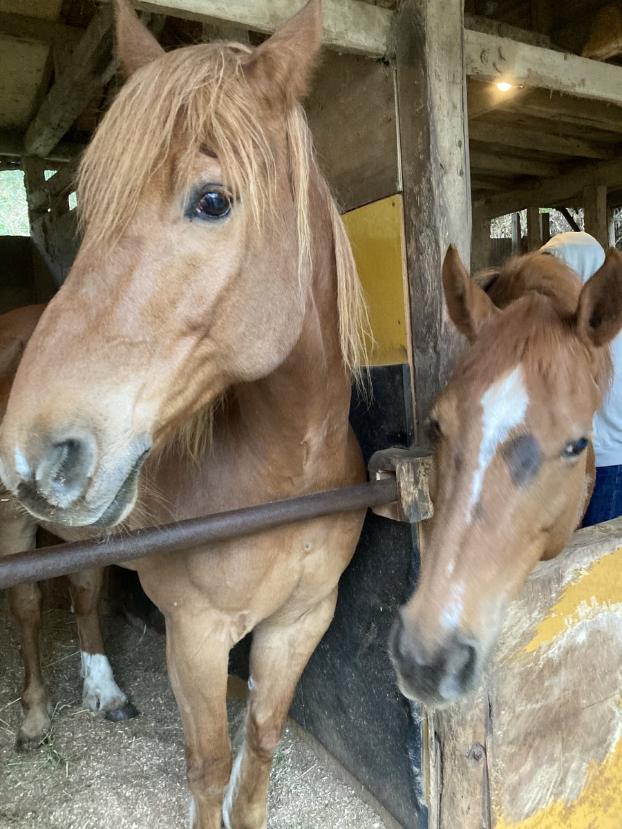 にまるる🐴使用済み蹄鉄リメイク作家 tweet media