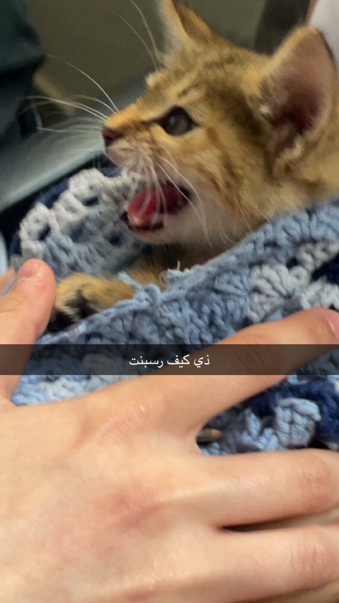 بـدور tweet media