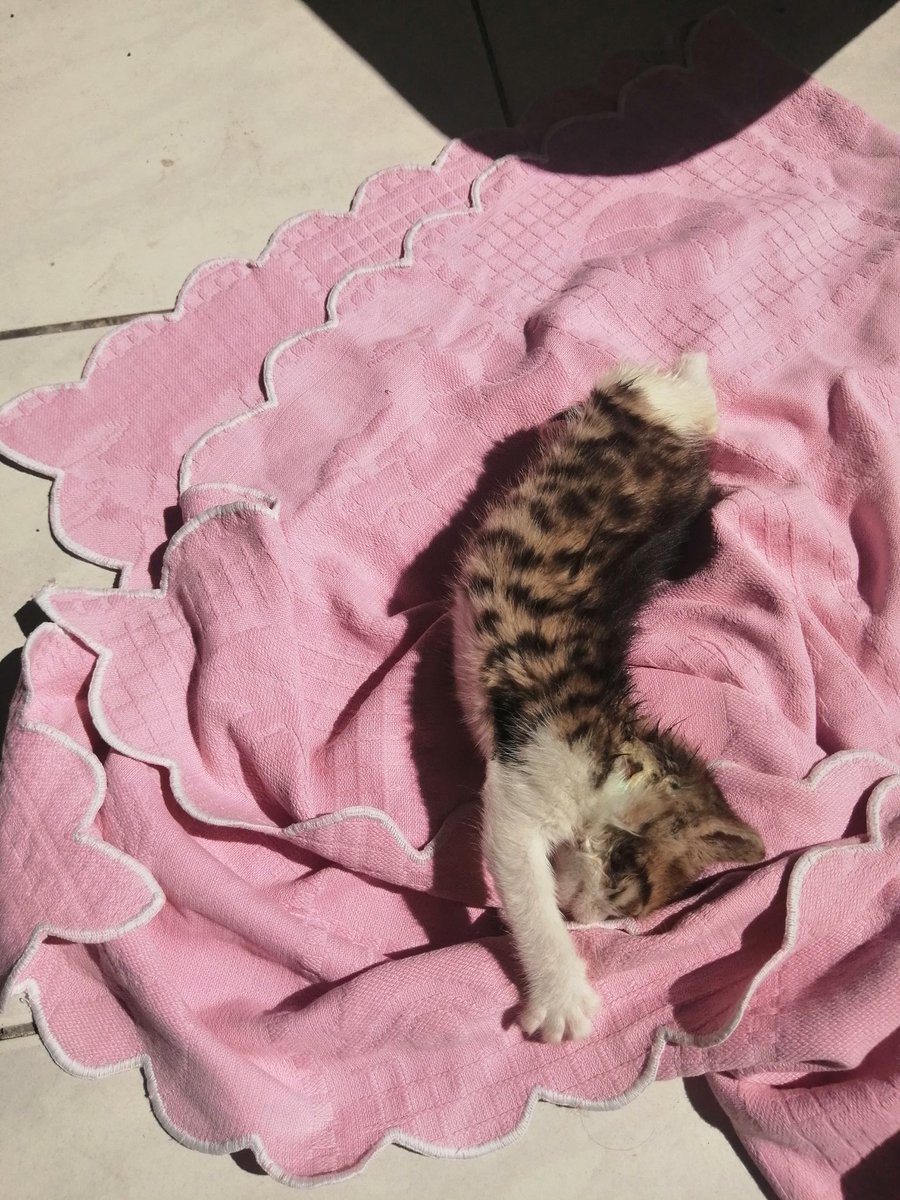 Σάντρα Ρολάνδου-Δράκου 🇬🇷🇬🇷🇬🇷 tweet media