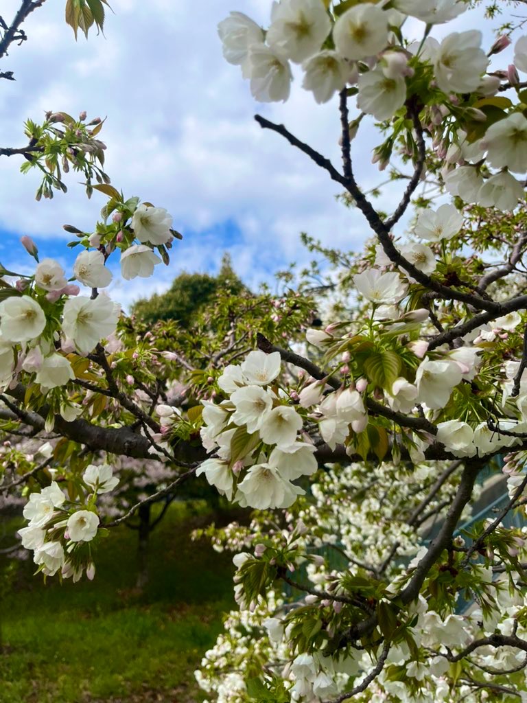 「たくさんを見て来たよ 〆は大根鍋(父ちゃんの桜飾り大根はこれにて使い切った)」|のん🌾のイラスト