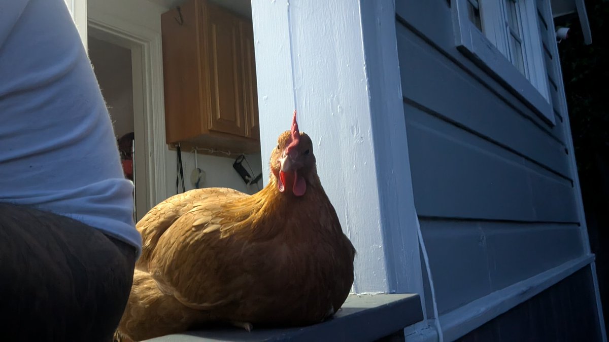 Lunchbox tweet media