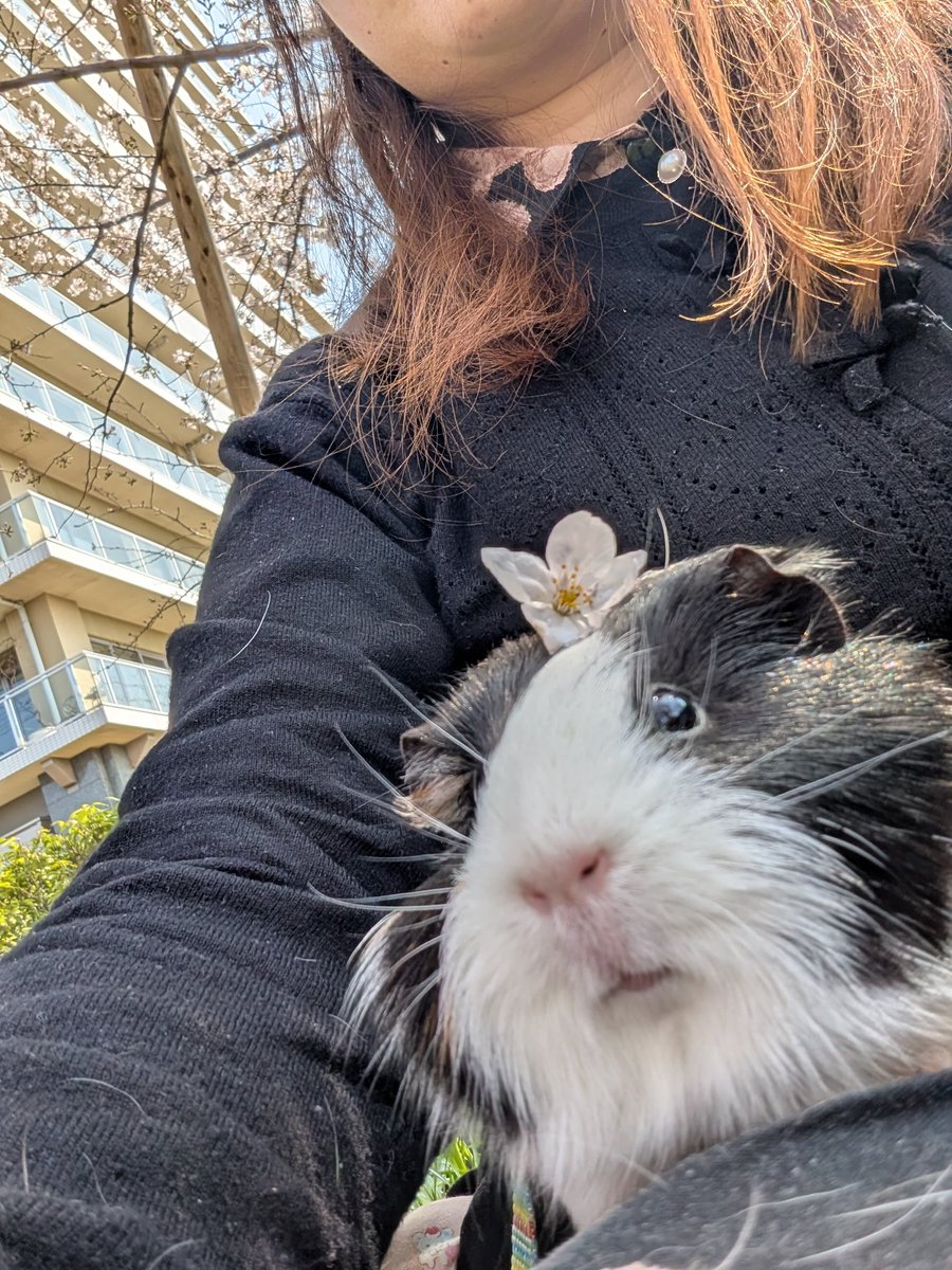 さや/すばるん tweet media