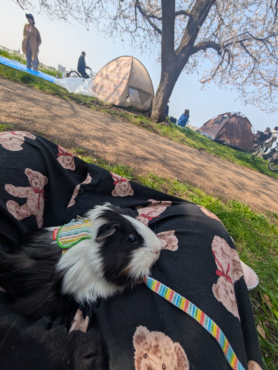 さや/すばるん tweet media