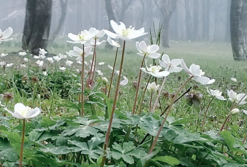 今日は特別な一日🌸
たくさんの
春の花たちとVitz♪｡:ﾟ+*