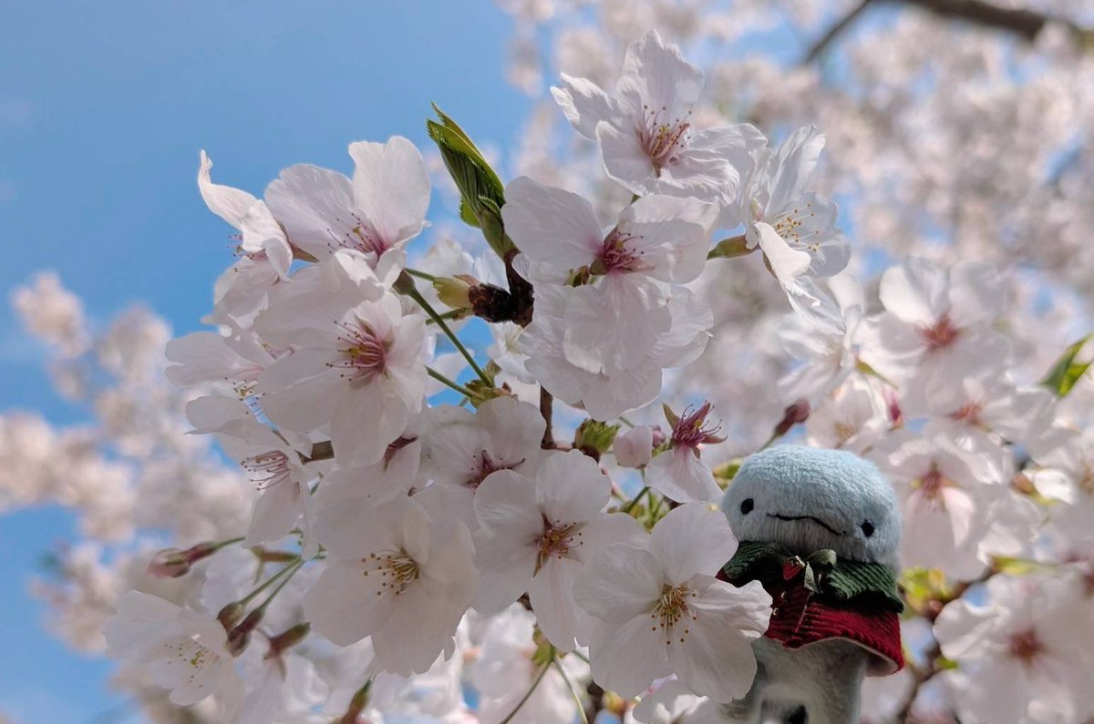 まるとろ tweet media