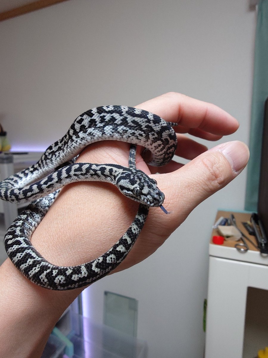 山と海 tweet media