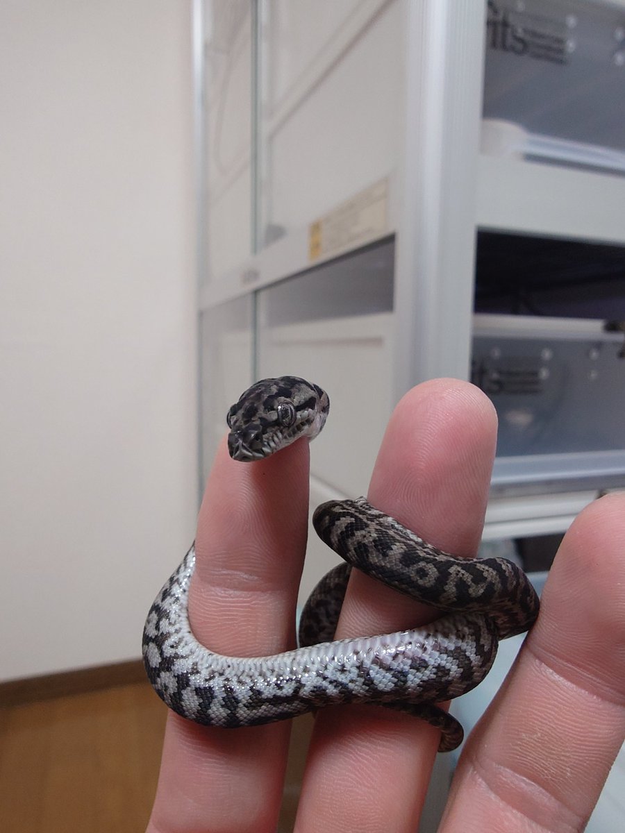 山と海 tweet media