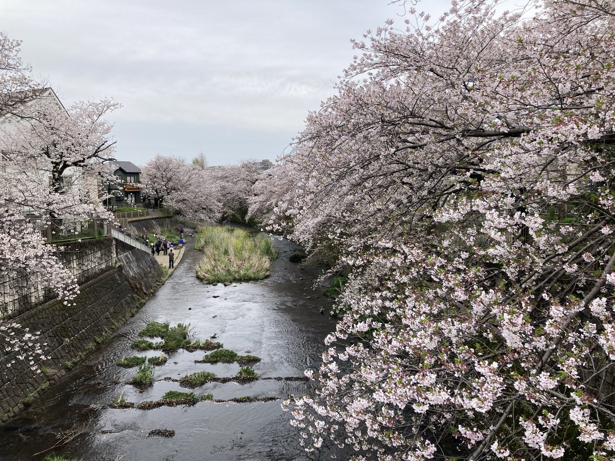 mireikuroneko's tweet photo. お天気に恵まれた桜祭り。
今年も参加出来たことに感謝です。
「幸せ」を記録しておきます。

お茶とお菓子を頂きました。 https://t.co/2a0gYty5jT