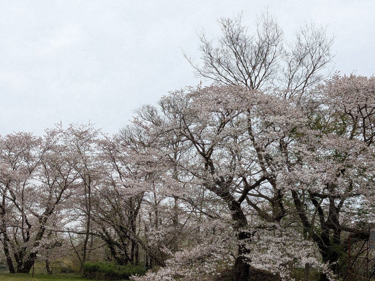 しんちゃん@必ずもどってこいよ!北陸新幹線 tweet media