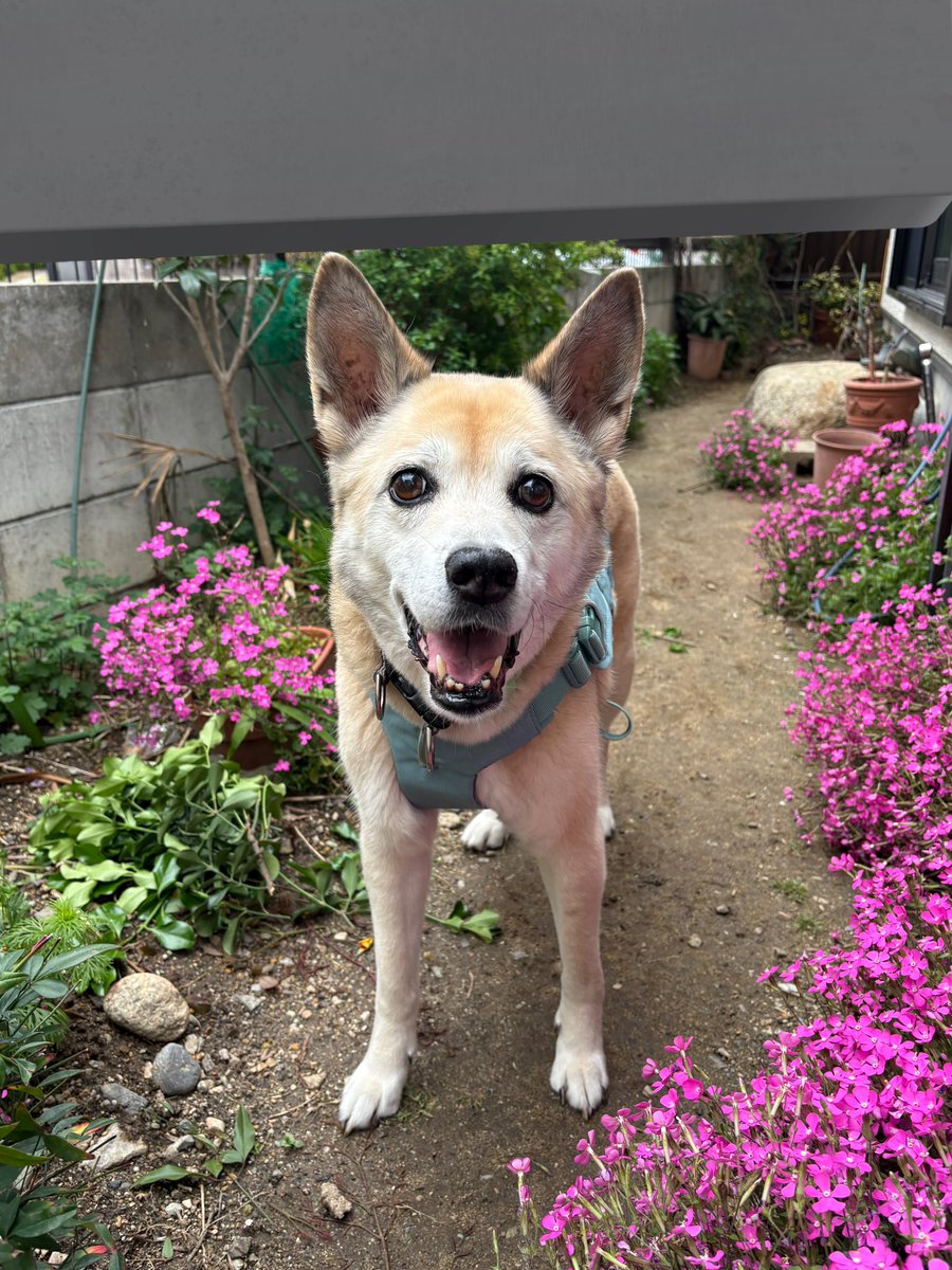 犬を崇めよ tweet media