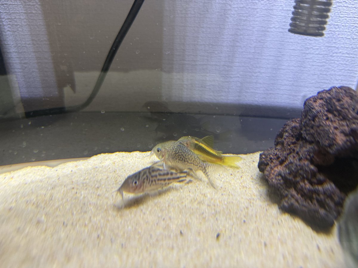 ube_4649's tweet photo. ビンゴで当たった子を迎えに行ってきました！
彼女とコリガチャ回したら同じの出ました笑

 #JB https://t.co/AceTeFCULk