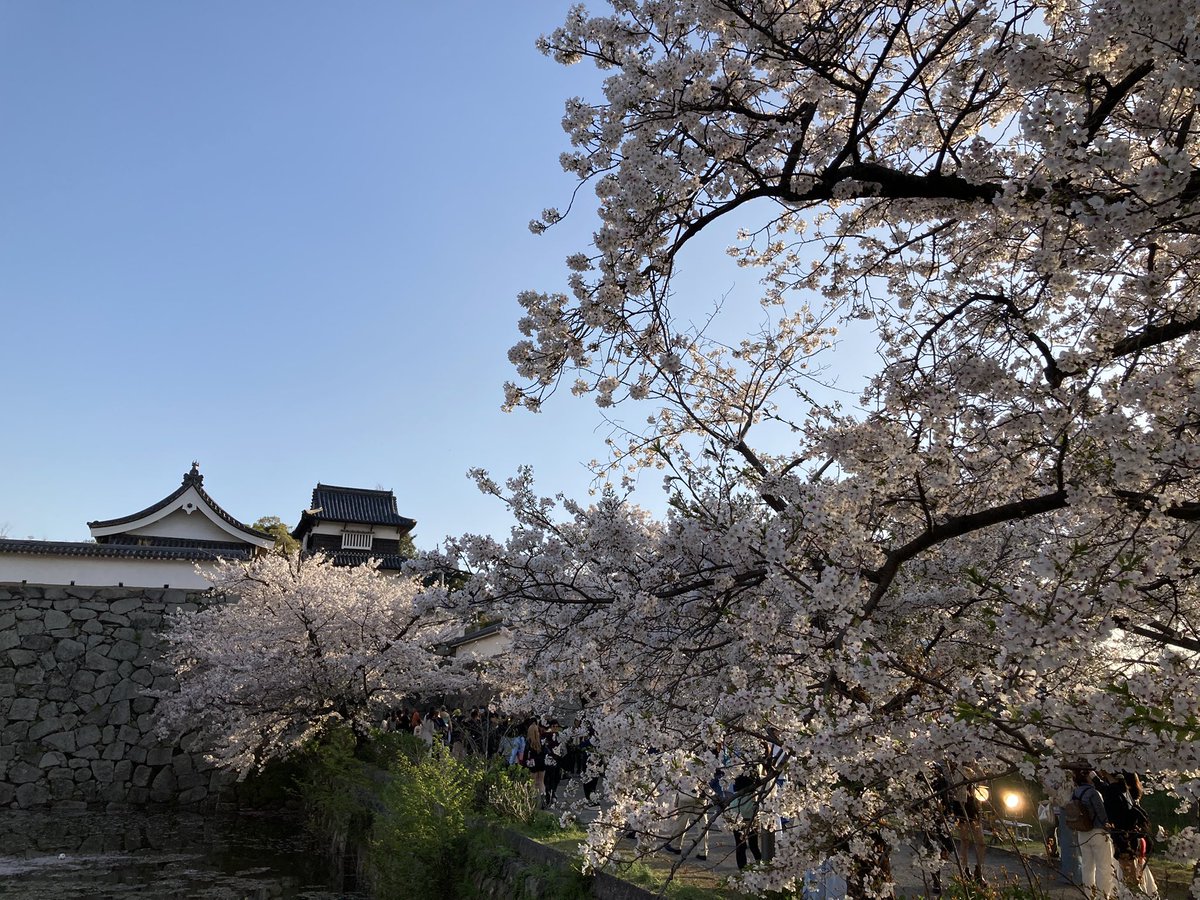 雅 MIYABI ♪ tweet media