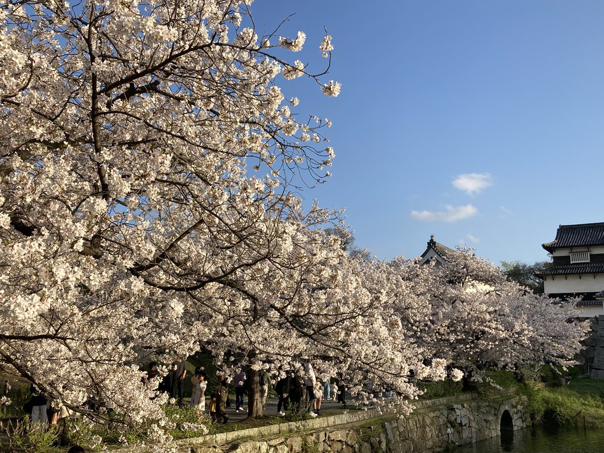 雅 MIYABI ♪ tweet media