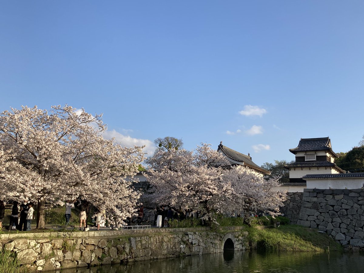 雅 MIYABI ♪ tweet media