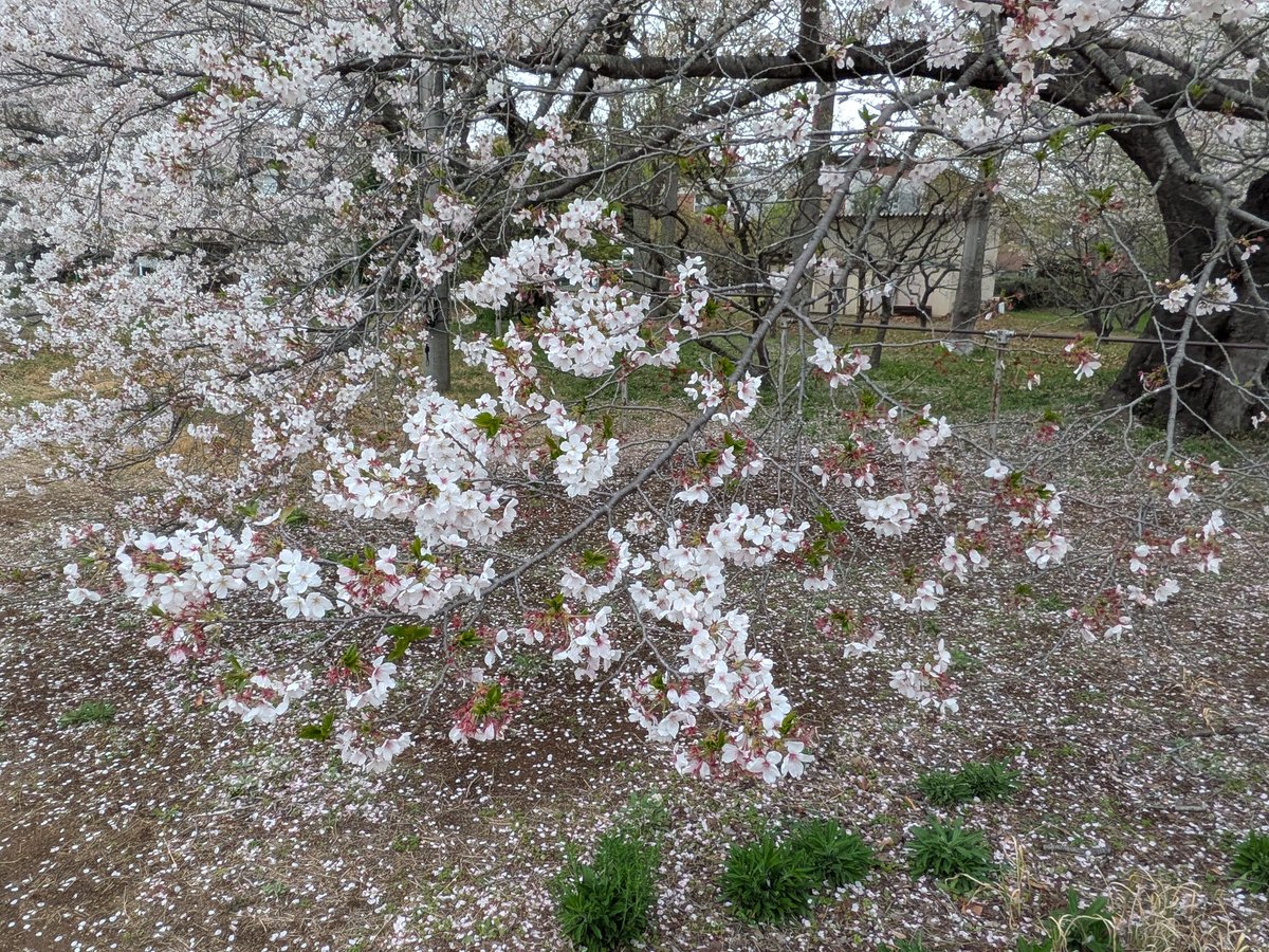 しんちゃん@必ずもどってこいよ!北陸新幹線 tweet media