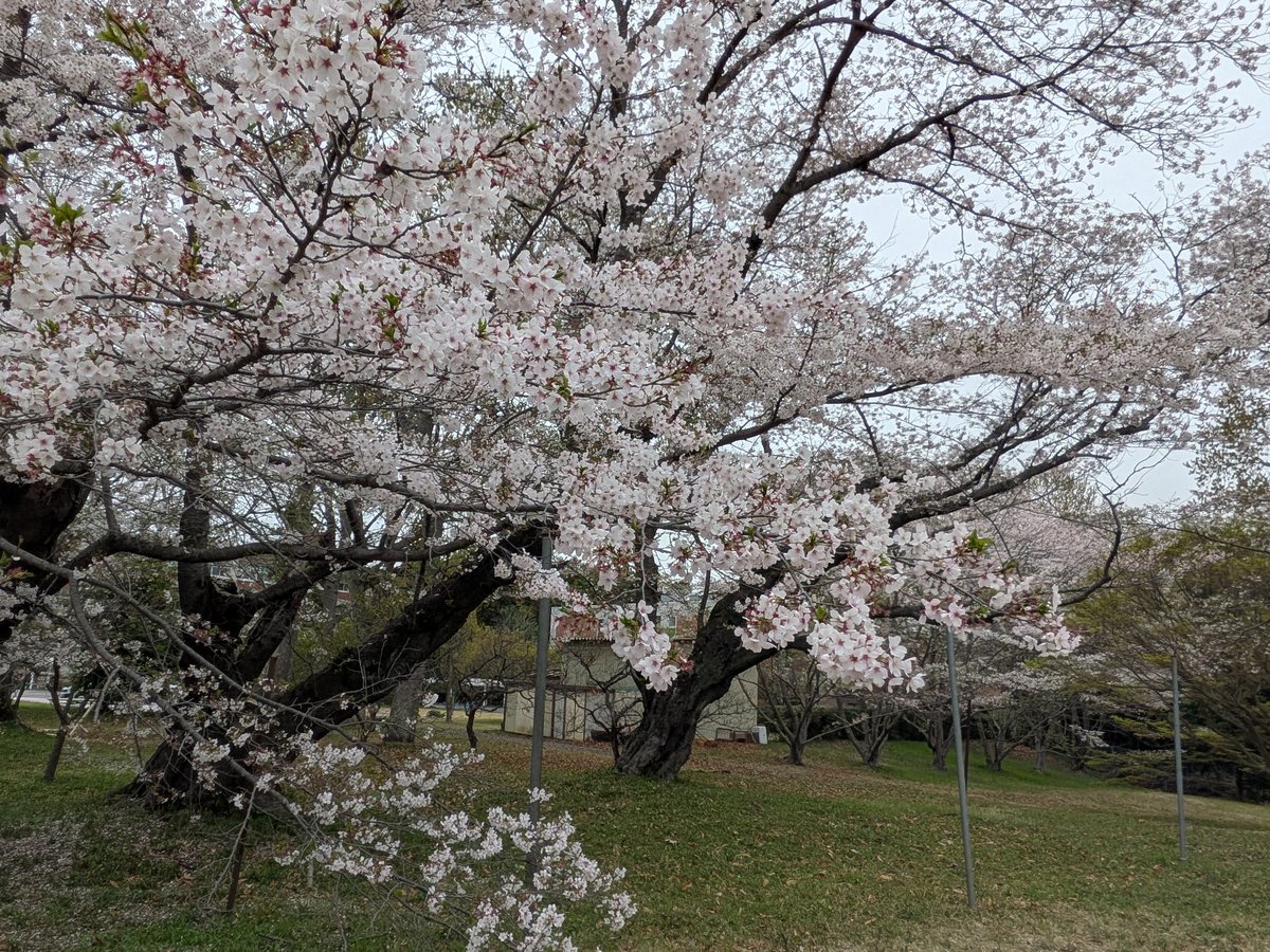 しんちゃん@必ずもどってこいよ!北陸新幹線 tweet media
