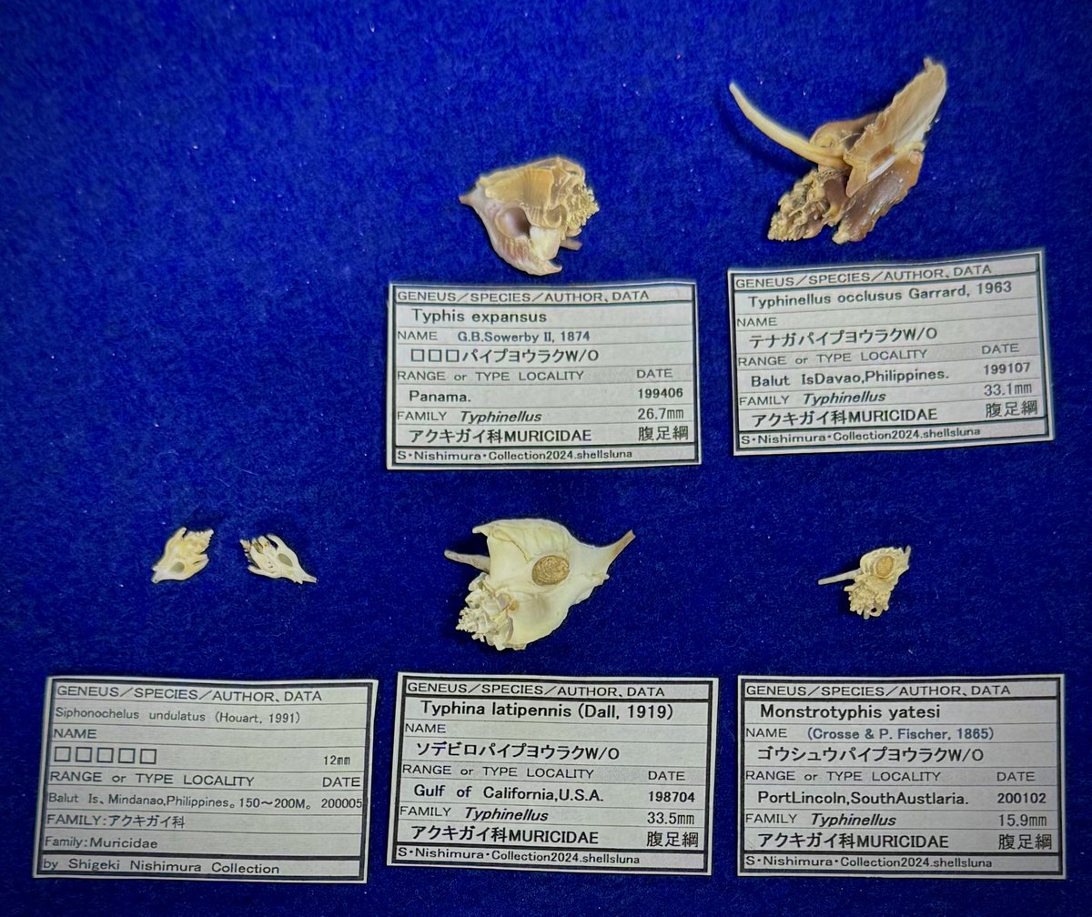 shellsluna tweet media