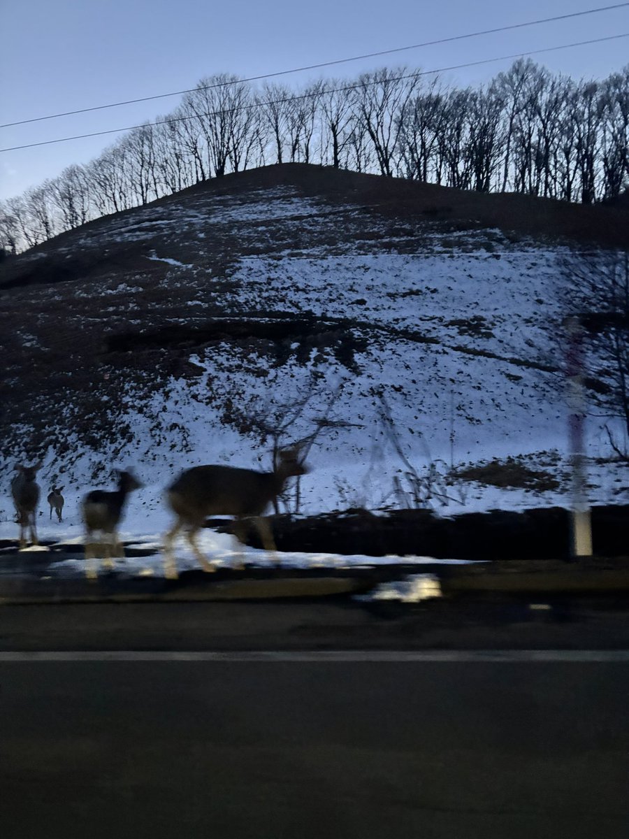 ハットリかもしれない！ tweet media