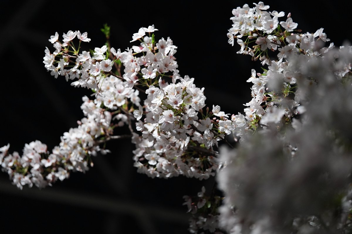 カル / ぬるかる tweet media