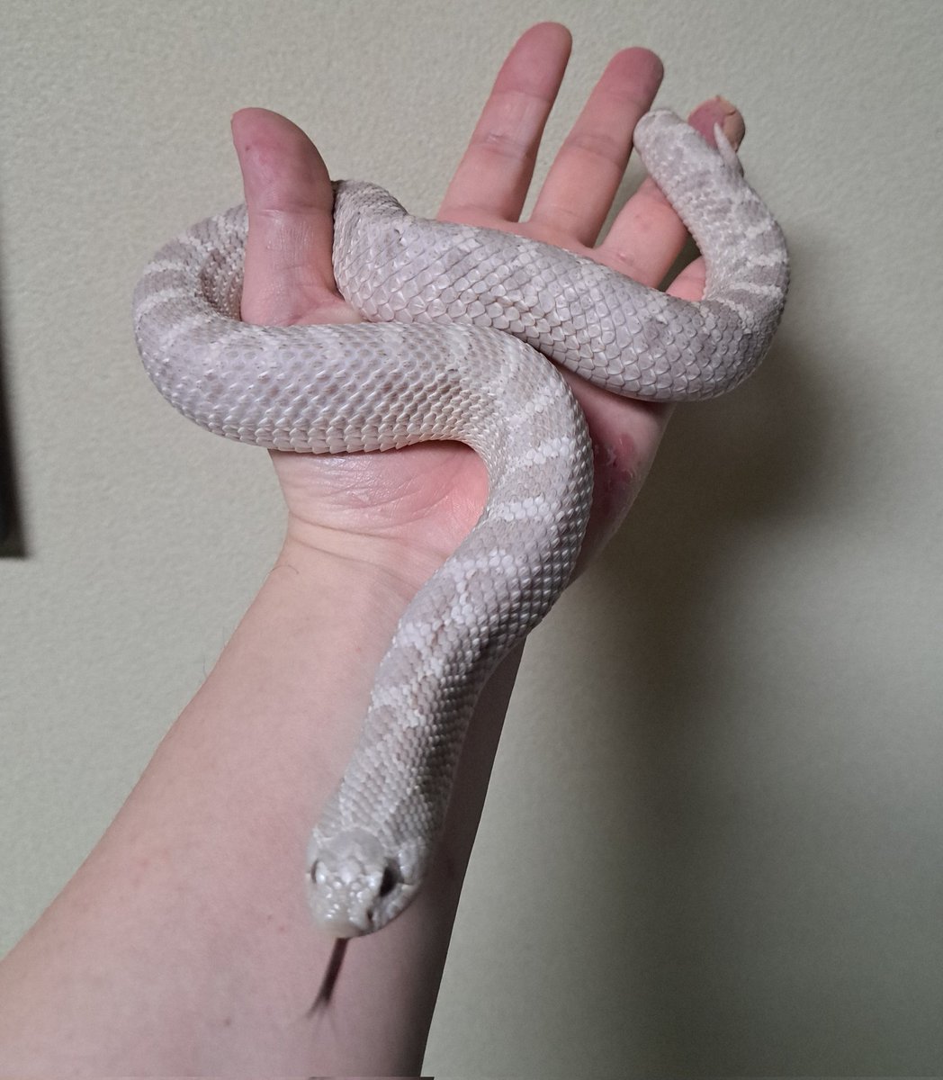 アソビバリウム　4/11(土)ブリーダーズストリート浜松町館 出展　4/19(日) WAF群馬 出展 tweet media