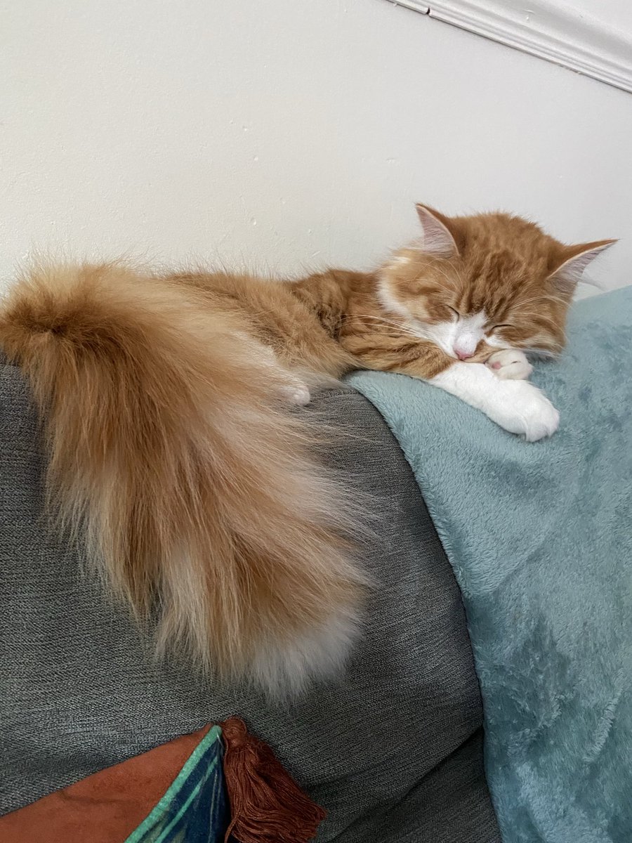 jojobean69's tweet image. He’s something special hard to believe he &amp;amp; his brother Dougal were rescued from next door only about 2-3 wks old we got 9 but only our boys survived 😰😊