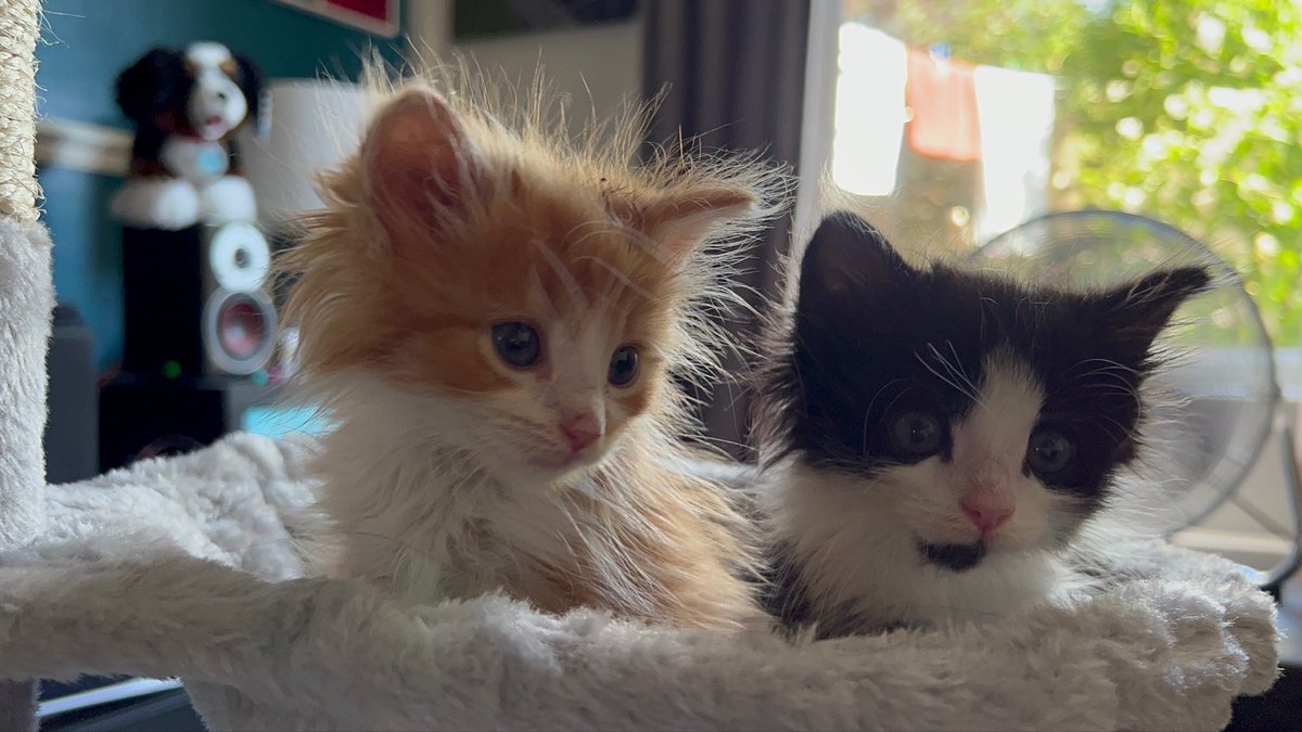 jojobean69's tweet image. He’s something special hard to believe he &amp;amp; his brother Dougal were rescued from next door only about 2-3 wks old we got 9 but only our boys survived 😰😊