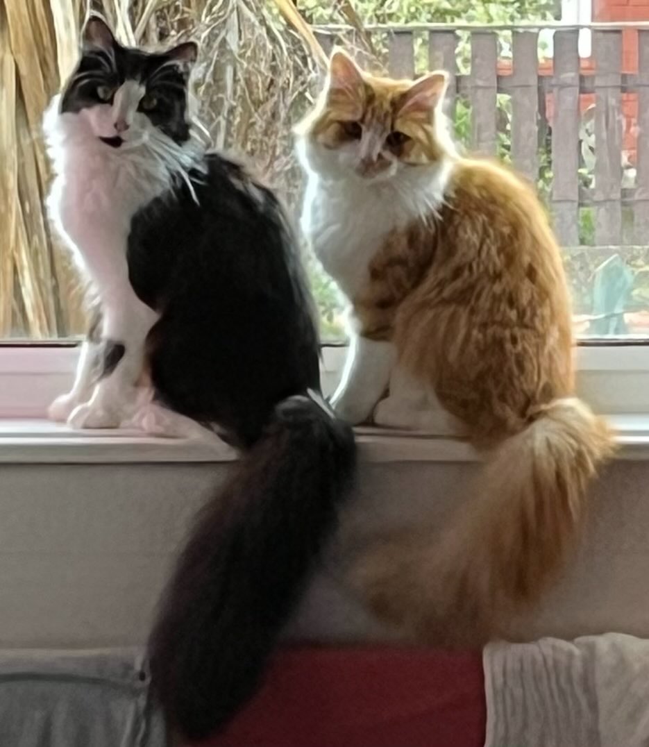 jojobean69's tweet image. He’s something special hard to believe he &amp;amp; his brother Dougal were rescued from next door only about 2-3 wks old we got 9 but only our boys survived 😰😊