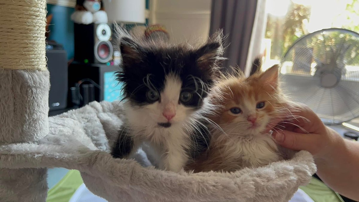 jojobean69's tweet image. He’s something special hard to believe he &amp;amp; his brother Dougal were rescued from next door only about 2-3 wks old we got 9 but only our boys survived 😰😊