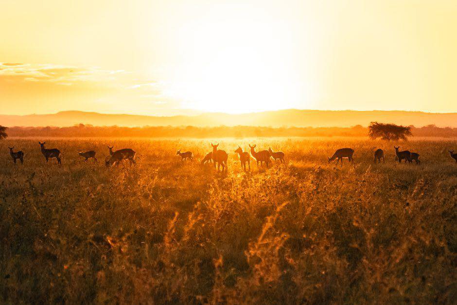 GorongosaPark's tweet photo. "O sol não brilha sobre nós, mas dentro de nós". — John Muir

Que cada amanhecer das nossas vidas deixe esperança nos nossos corações, paz nas nossas almas e a alegria serena de um novo começo.

Photo credit - Gorongosa Safaris https://t.co/3yyOYglmF4