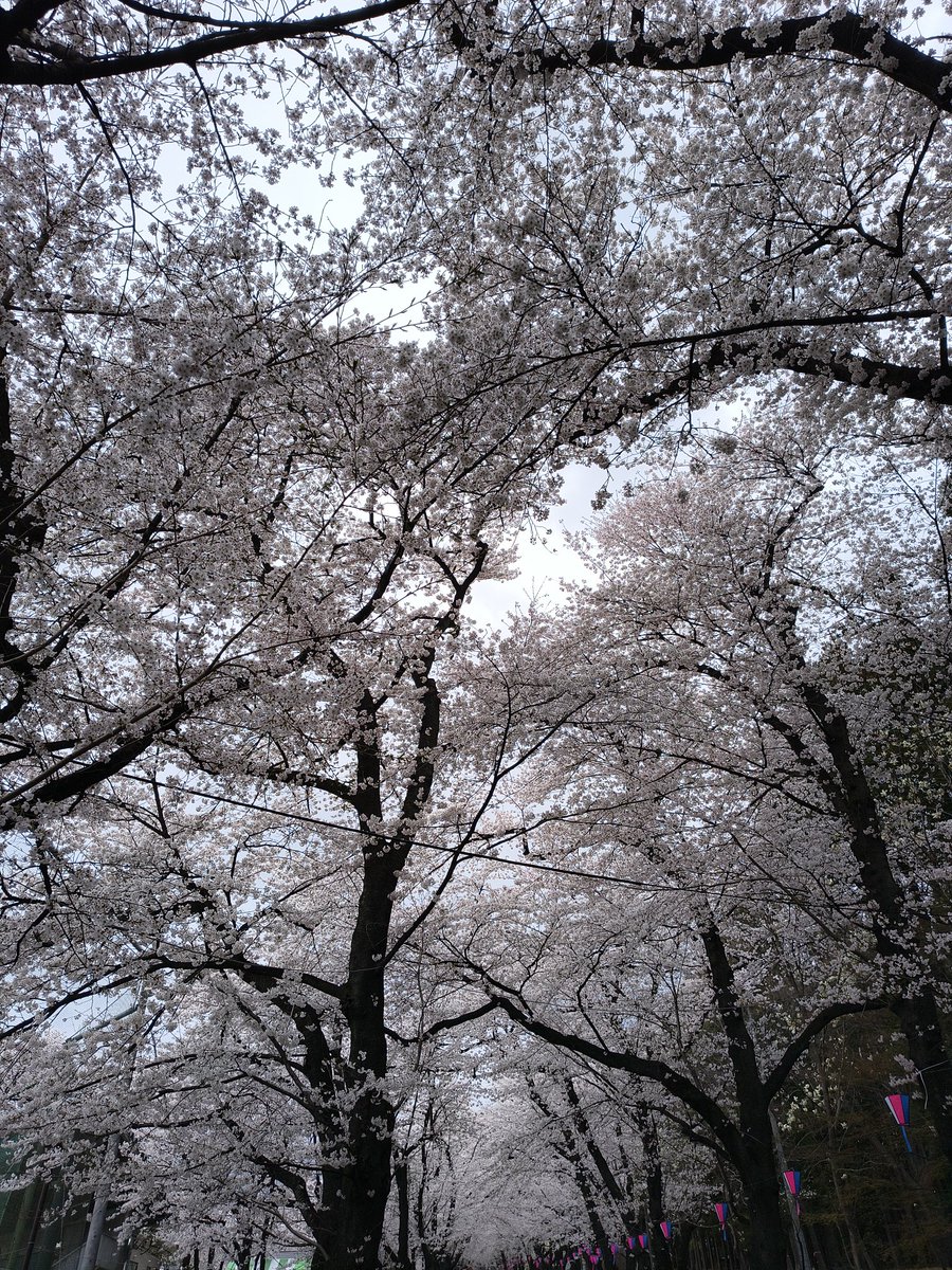 💎ㄘえƱﾟょƕ💎天然記念物💎 tweet media