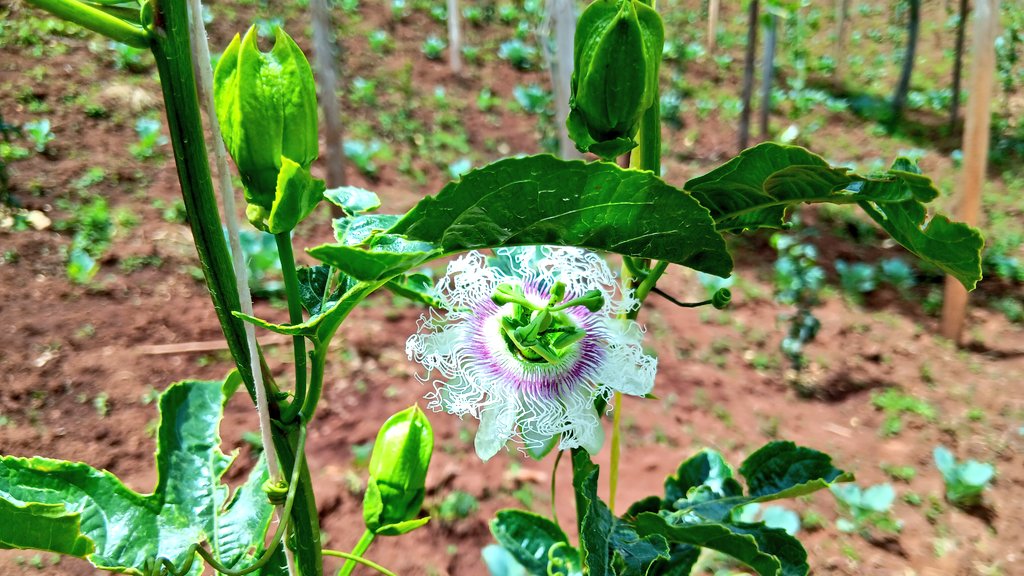 ckiprono_'s tweet photo. The future of agriculture lies in the hands of the youth. When a passion for the land is fortified by discipline and hard work, the potential for impact is unparalleled.
African Business 🌱 🌾 🚜 https://t.co/C1F7RAtPwf