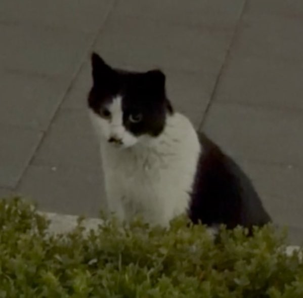 smoldejuns's tweet photo. xiaojun 🫧

'thankfully bella didn't see it'
'otherwise i'd be dragged along to run with her!'
'bella LOVES chasing cats'

😭😭😭 https://t.co/N49iVPrYJG