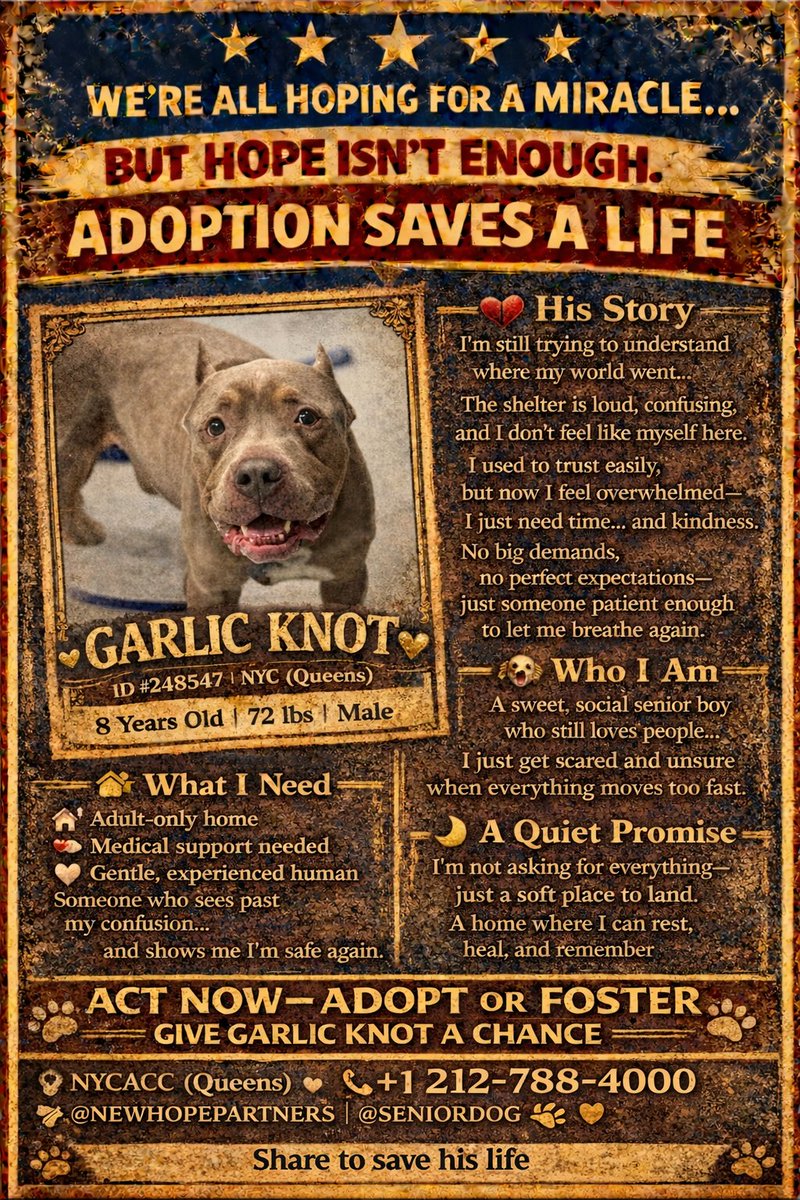 MSC1111's tweet photo. @MorgFairsdogs Garlic Knot 💛 #248547 8yo #NYCACC 
#NewHopePartner #RescueOnly #UrgentRescue #SaveNYCDogs
#AdoptDontShop #AdoptASenior #SeniorDog #GoldenYears
#FosterSavesLives #RescueDogs #NYCDogs #SaveALife
#ShelterDog #AdoptNYC #SecondChance #DogsOfNYC https://t.co/7shoH2ZEVI