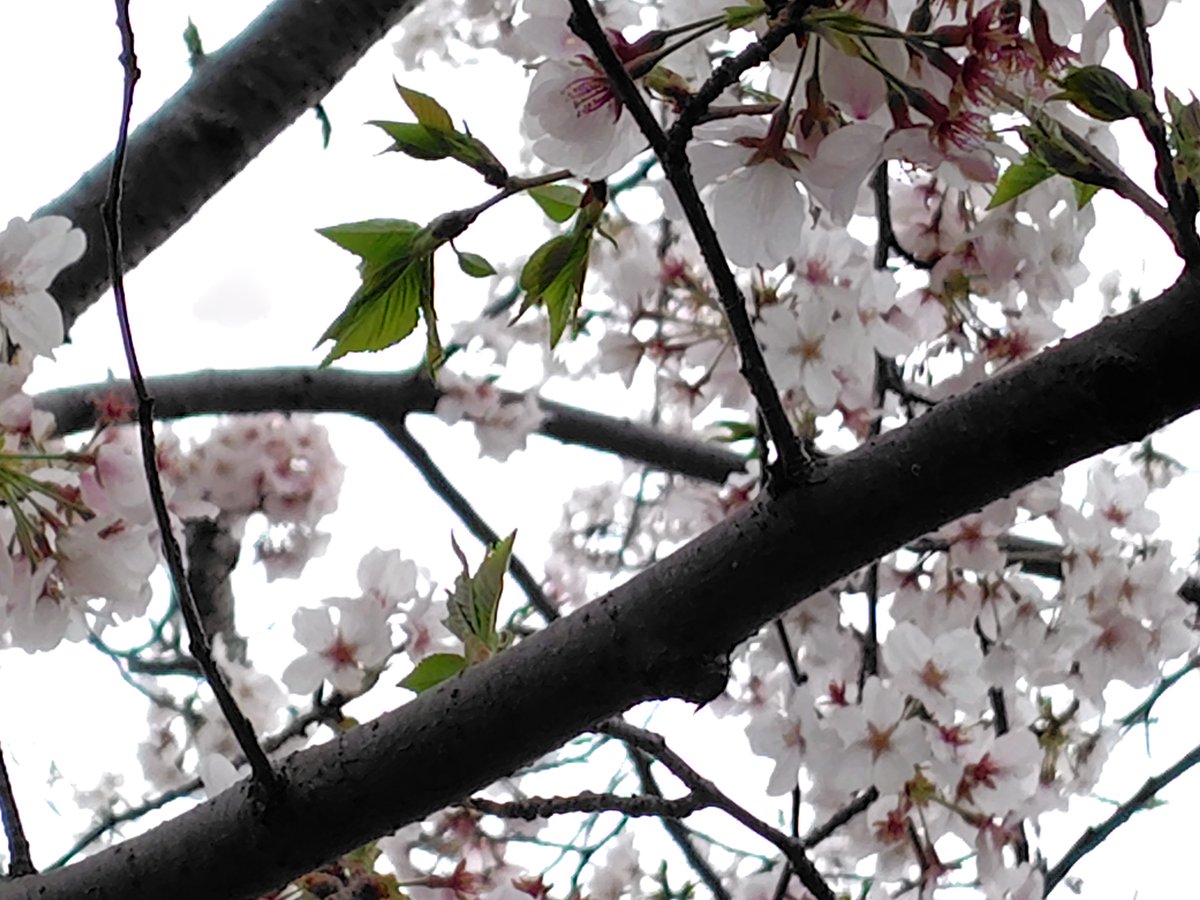 Sail(セイル) tweet media