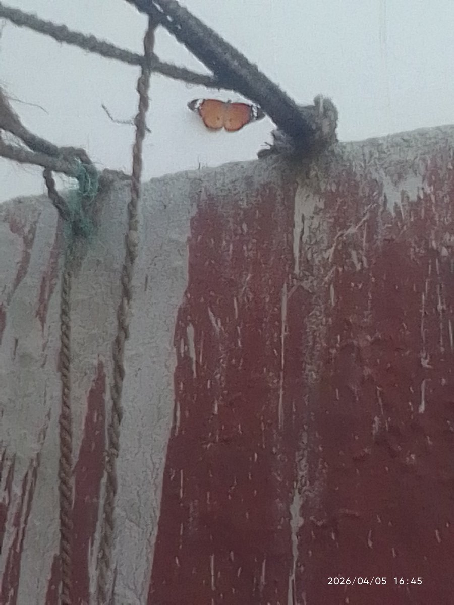 Anivesh Pant tweet media