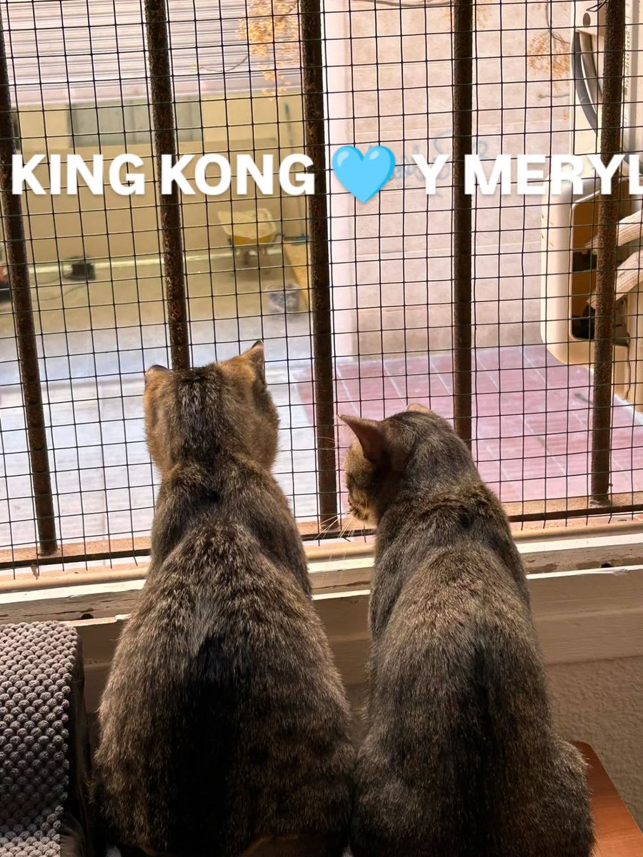 AcofalX's tweet photo. Si quieres que King Kong🩵 y Meryl🩷 que son dos gatos callejeros discapacitados y nadie adopta puedan seguir viviendo en un lugar que tenemos alquilados para ellos únete a nuestro teaming por tan solo 1 euro al mes.
https://t.co/OeNENeZokP https://t.co/RW92tAOXQy