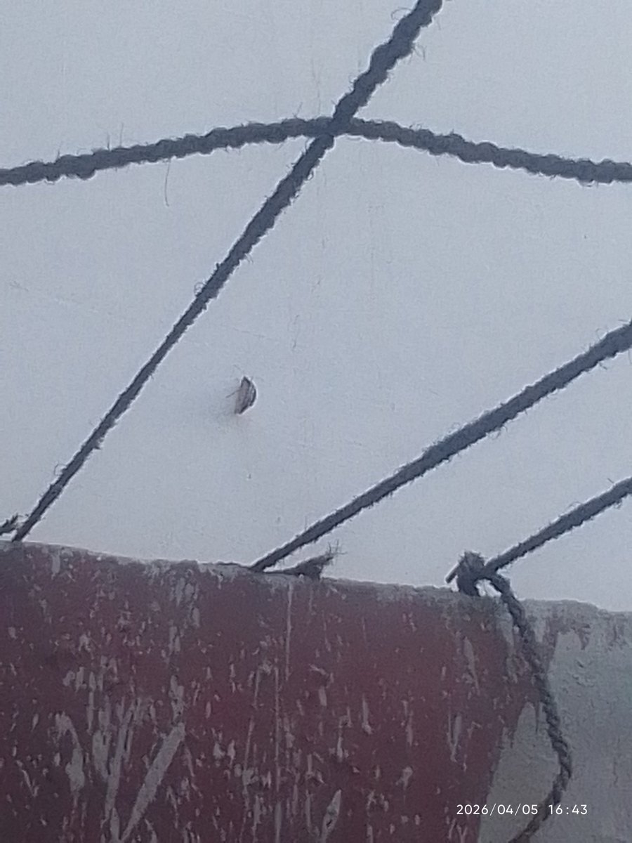 Anivesh Pant tweet media