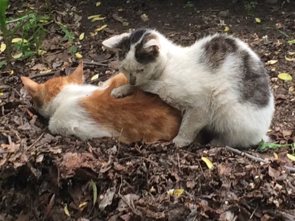 OLGAmkrtCHAN tweet media